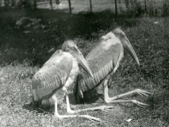 Um, par, de, GreaterIndian, ajudante, cegonhas, sentando, em, jardim zoológico londres, setembro, 1923, (bw, photo)